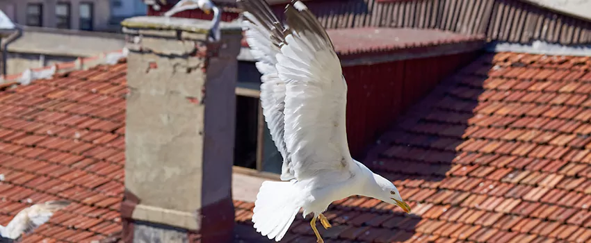 Residential Chimney Animal Removal Solution in Kenosha, WI