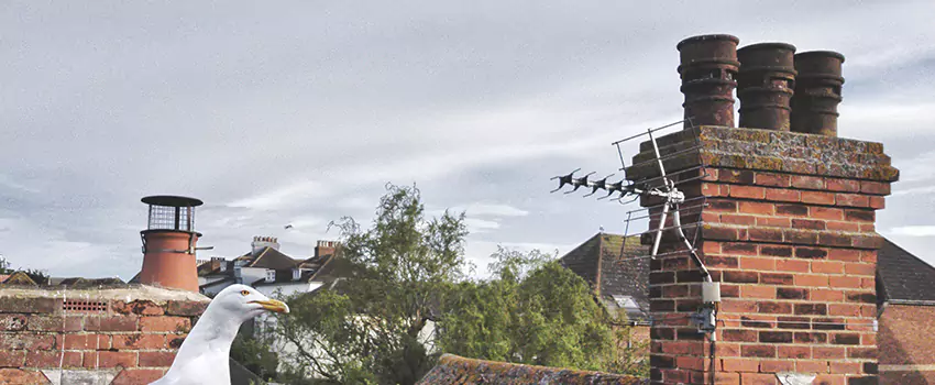 Chimney Cleaning And Restoration in Kenosha, Wisconsin